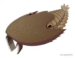 Cambroraster falcatus was a hurdiid radiodont that bore a large horseshoe-shaped carapace.