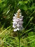 Heath spotted orchid, Dactylorhiza maculata