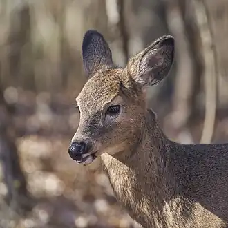 Closeup of O. v. borealis fawn.