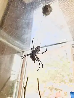 Female with prey item. An Egg Sac at the top of spider web - Cairo - Egypt