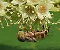 Hoverfly on an Almond flower