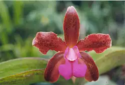 Cattleya Mrs. Mahler 'Mem. Fred Tompkins'