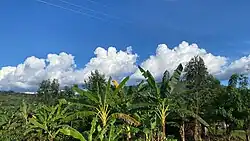 A banana platation with clouds above a green mountainous scenery in Western Uganda