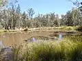 Intermittent wetland in Pilliga National Park