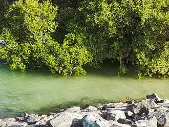 Mangroves at Mangrove National Park, near Al Qurm Corniche on Sheikh Zayed Bin Sultan Street in the eastern part of the city[30]
