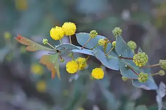 Acacia glaucoptera