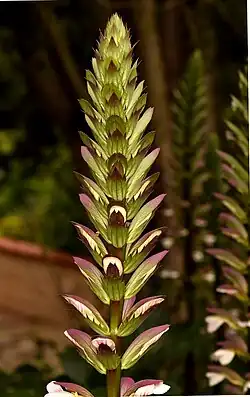 Inflorescence