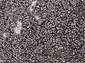 Acarospora fuscata, an epilithic lichen