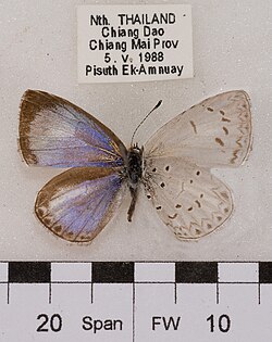 Museum specimen