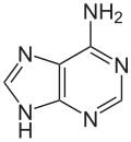 Adenine