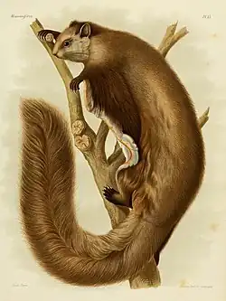 Drawing of brown squirrel