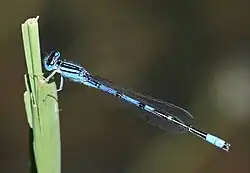 Male