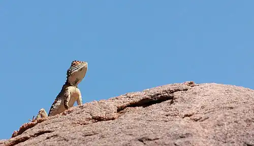 Agama armata displaying on rock, Soutpansberg, South Africa
