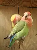Rosy-faced lovebird