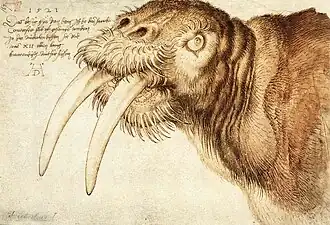 Albrecht Dürer - Drawing of a walrus, 1521