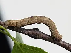 Caterpillar