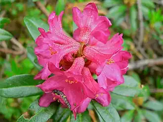 Rhododendron ferrugineum