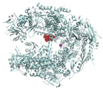 Ribbon diagram of RNA polymerase II molecule showing central binding site of alpha-amanitin molecule