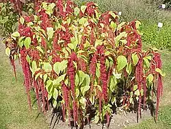 Love-lies-bleeding (A.&nbsp;caudatus)
