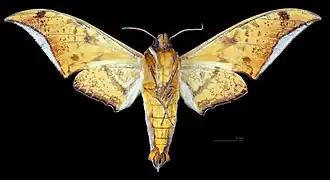 Ambulyx sericeipennis joiceyi male, ventral view