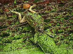 Baby eating a southern leopard frog