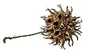 American sweetgum tree ball (spiny seed pod)