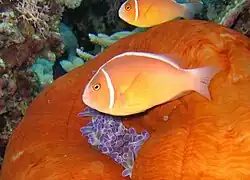 A.&nbsp;perideraion (pink skunk clownfish) showing the distinctive pink body & continuous stripe