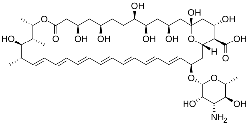 Amphotericin B is an example of a polyene antifungal (antimycotic) agent.[7]
