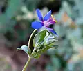 Blue pimpernel (Lysimachia foemina, syn. Anagallis foemina)
