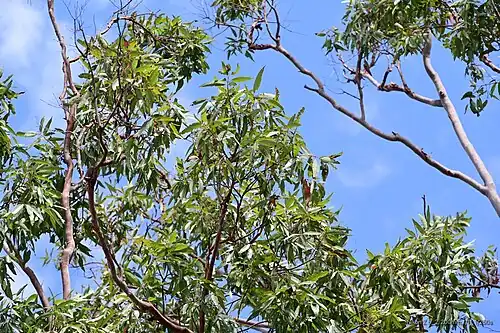 Mature leaves in canopy of an Angophora leiocarpa