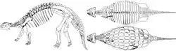 Images of skeleton: side view facing left, dorsal view, and dorsal view of dorsal plates