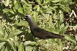 Image 35Black noddy calling at colony (from Funafuti Conservation Area)