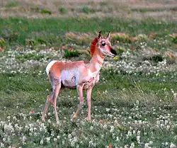 Juvenile fawn in New Mexico