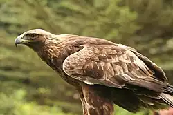 Golden eagle
