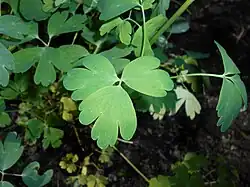 Aquilegia chrysantha leaves