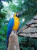 A Blue-and-yellow macaw