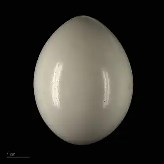 Ara chloropterus - MHNT