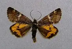 Orange underwing Archiearis parthenias Geometridae: Archiearinae