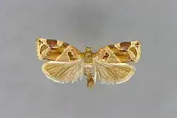 Mounted specimen. Male