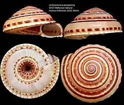 Architectonica perspectiva (Heterobranchia)