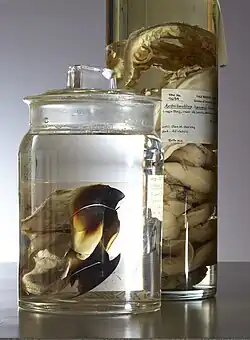 #30 (25/11?/1873), Extant remains of the Logy Bay specimen (preserved in 70% alcohol) as they appeared in 2015, at Yale's Peabody Museum of Natural History.