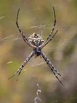 Argiope argentata - kerkennah - Tunisie