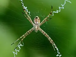 A.magnifica juvenile ventral