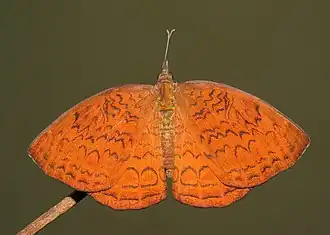 Dorsal view