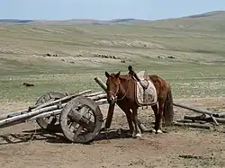 Mongolian horse and cart in Arkhurt