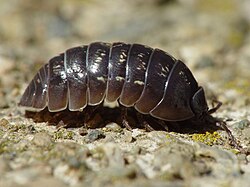 A small dark grey isopod viewed side-on, standing on a flat, rocky surface.