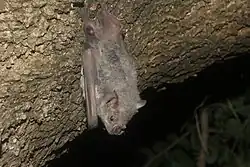 Brown bat