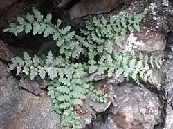 A clump of pinnately-divided fern fronds, with lobed pinna margins and dark central axes, growing on a rock