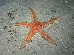 Astropecten aranciacus (Paxillosida)