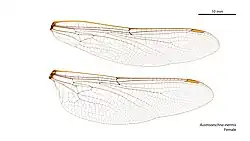 Female wings